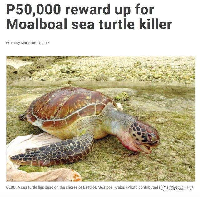 5万P悬赏杀龟凶手?墨宝真是给力了一回!