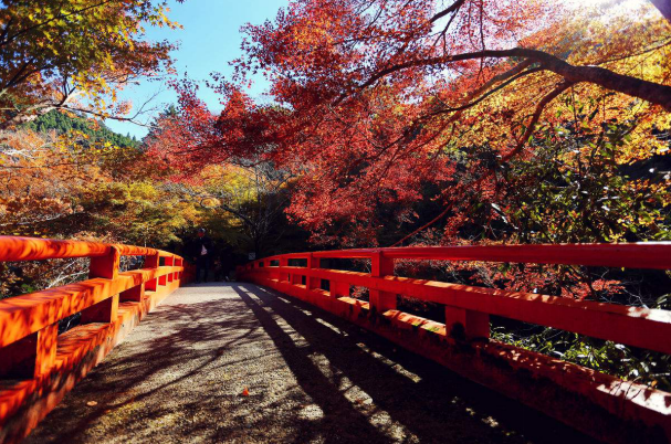 樱花和红叶的浪漫之旅 日本升龙道满足你所有幻想 旅游频道 手机搜狐