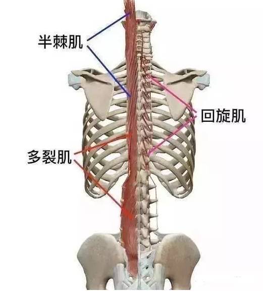 肌肉功能解剖 横突棘肌 体育频道 手机搜狐
