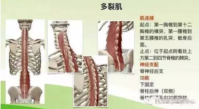 肌肉功能解剖 横突棘肌 体育频道 手机搜狐