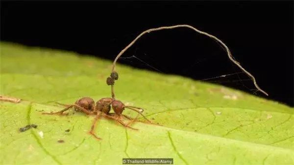 丧尸病毒居然真的存在 万幸它不会传染人类 旅游频道 手机搜狐