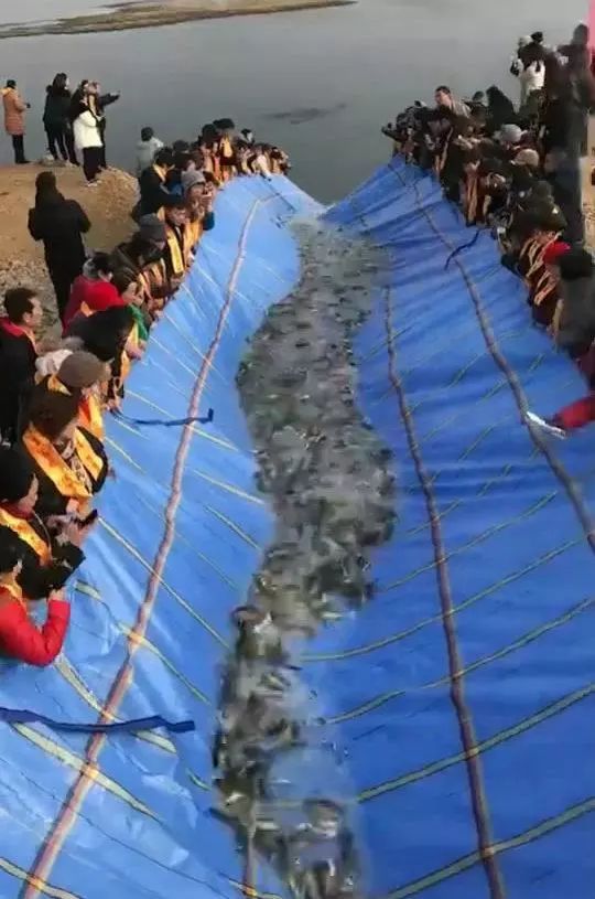 大毛钓鱼 黄河防波堤 成群大鱼浮头 可很难钓起来 体育频道 手机搜狐