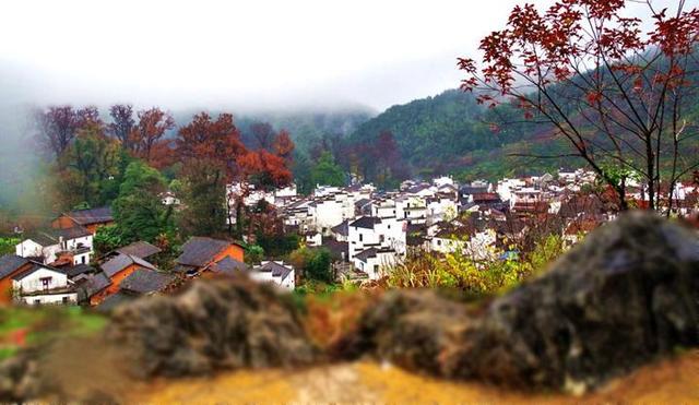 婺源春秋 红枫往北油菜花向东 旅游频道 手机搜狐