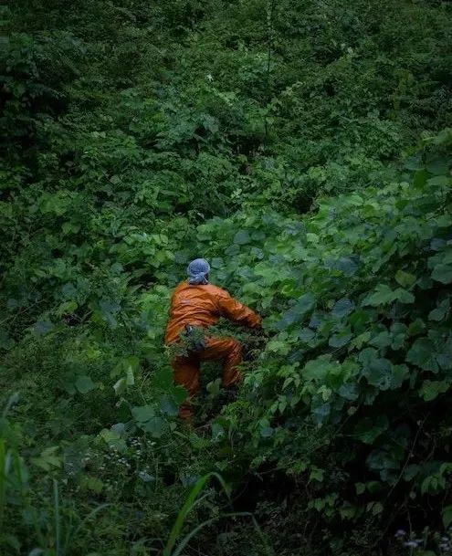 職人故事 上野雄次 花艺 从野外采集开始 旅游频道 手机搜狐