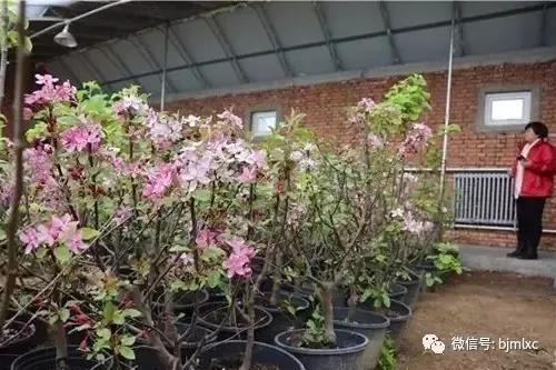 在阳台种苹果树,这个延庆人真会玩