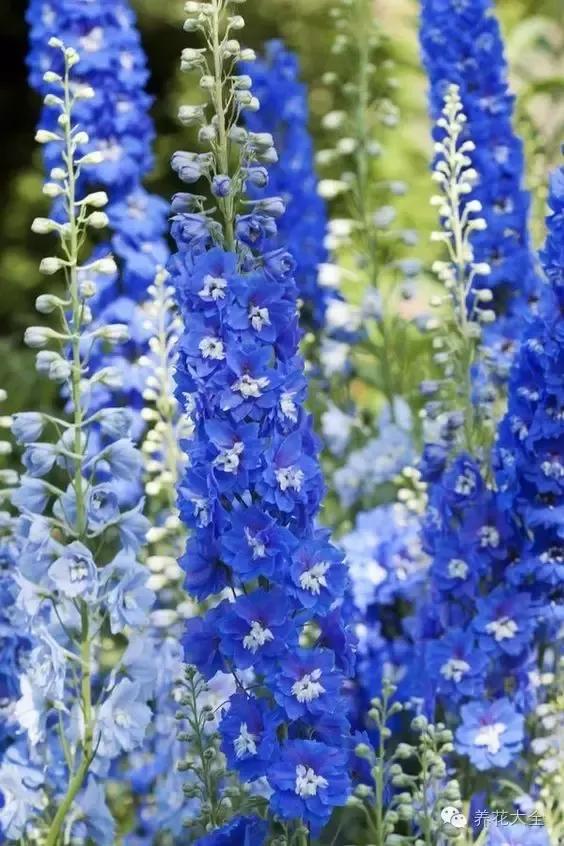 飞燕草花形奇特,外形酷似一只只飞翔的燕子,花多为蓝色,非常美丽.