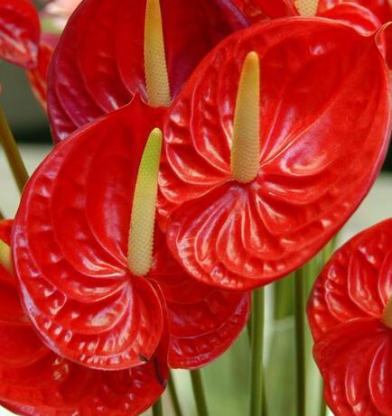 家庭养花要注意,做对这三点才能聚家财保平安!