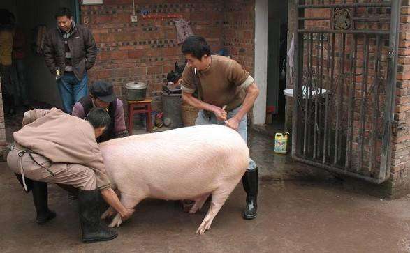 今天我在田地上干活,突然接到一个电话: 你前两天跟我说后天杀猪(也就