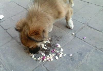 千万不要给狗狗喂食洋葱 否则后果不堪设想 新闻频道 手机搜狐