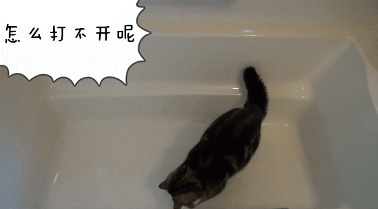 请永远不要低估一只猫的好奇心