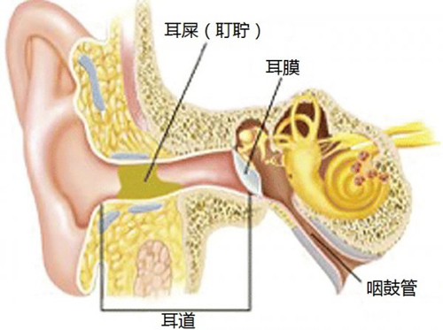 不掏耳朵是为了耳朵健康 别怪我没告诉你 健康频道 手机搜狐