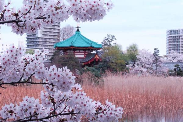 17年日本赏樱全攻略 早春赏樱要赶早 新闻频道 手机搜狐 17年日本赏樱全攻略 早春赏樱要赶早 新闻频道 手机搜狐