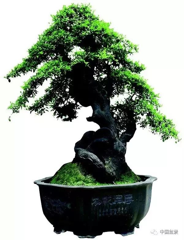 金弹子. 王向华摄