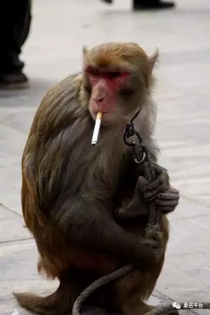 《商丘记忆》 耍猴,该不该消失在街头的民艺?