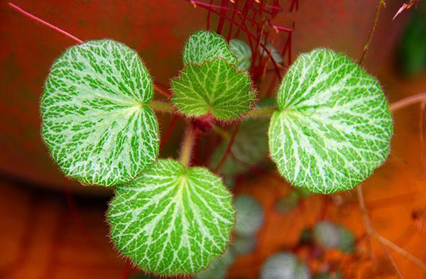 《浙江民间常用草药 2,治荨麻疹:虎耳草,青黛.煎服.