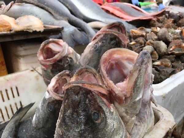 老板鱼,墨鱼,鲳鱼.这个头,太喜人了