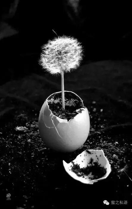 蛋碎,会造成什么严重后果?