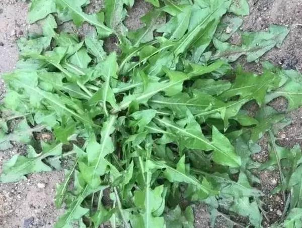 蒲公英 据《本草纲目》记载,它性平味甘微苦,有清热解毒,消肿散结及