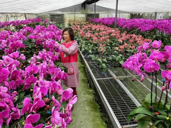 27日,也就是昨天到除夕,温州市首届花博会暨第九届迎春花展在瓯海丽岙