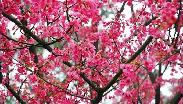 樱花季又来啦 台湾10大赏樱胜地 旅游频道 手机搜狐