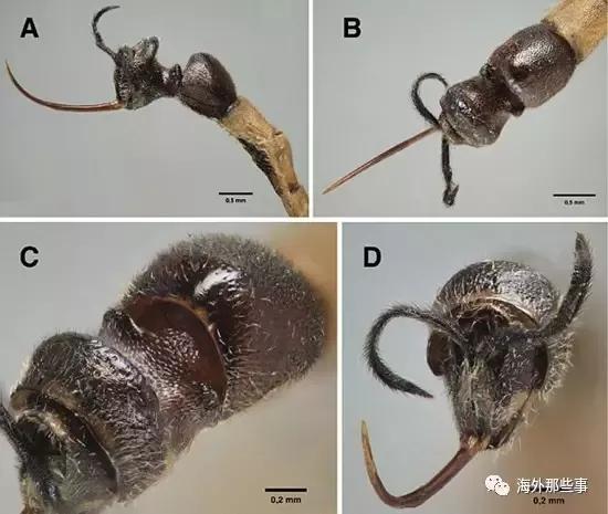 地球最怪異的黃蜂,尾巴上掛著螞蟻頭!