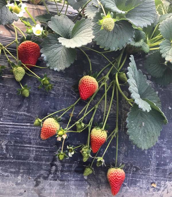 记者带您揭开太空草莓的神秘面纱!