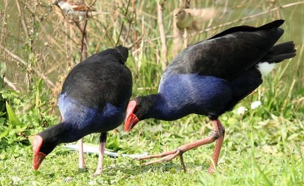 2017年高颜值的鸡,云南独有的这只美爆了!