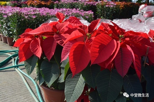 一品红大家年年都见得多