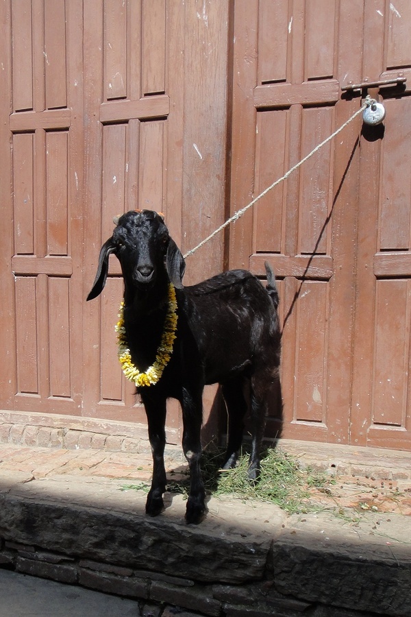 向神献羊的途中,通常是家庭中的长子牵着羊走在头里, 后面跟着手捧