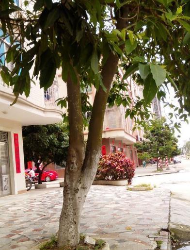 张大仁风水命理:门前有大树,会不会影响家人运气