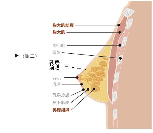 为什么有的人乳房硬邦邦 有的人却软绵绵 健康频道 手机搜狐