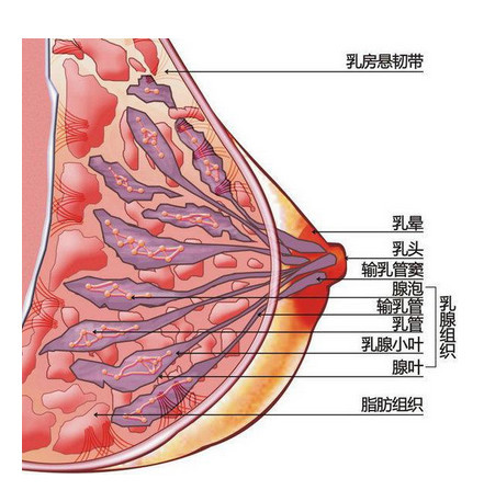 为什么有的人乳房硬邦邦 有的人却软绵绵 健康频道 手机搜狐