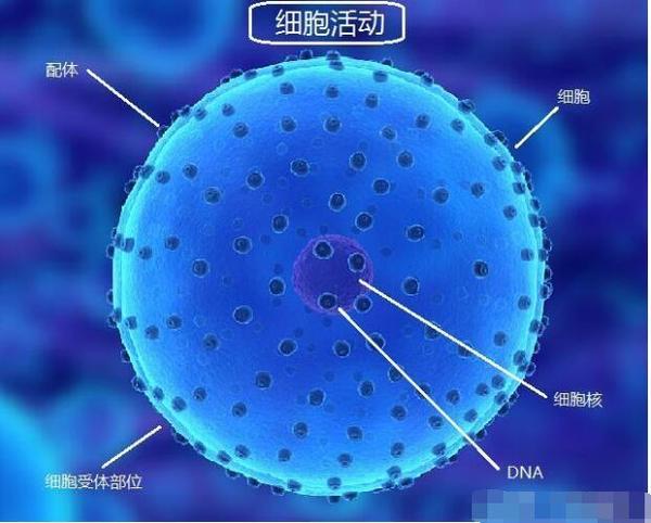 人类到底是如何思考的 揭秘未知的量子医学领域 新闻频道 手机搜狐