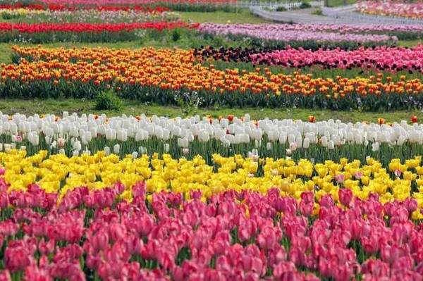丹樱生态园:赏荷兰郁金香花海 荷兰郁金香花海 :10万株郁金香种球
