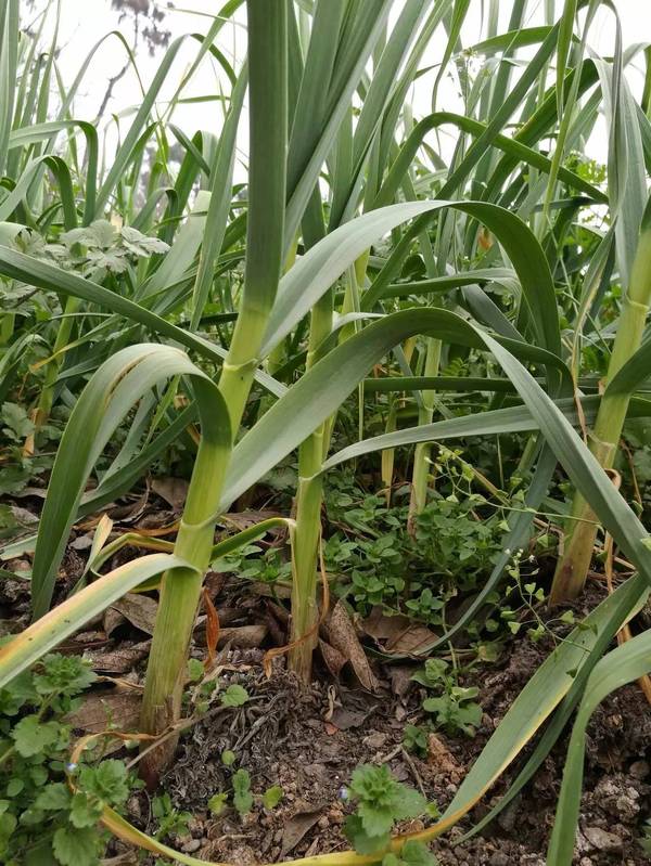 青蒜,农家肥料种植.