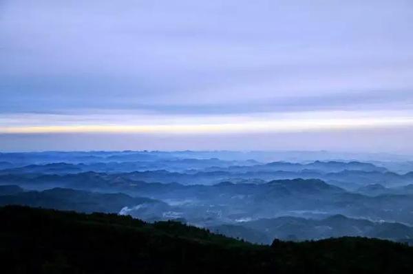 在2650米左右的九峰後山,是大熊貓棲身遊憩之地,箭竹蒼翠,清香撲鼻