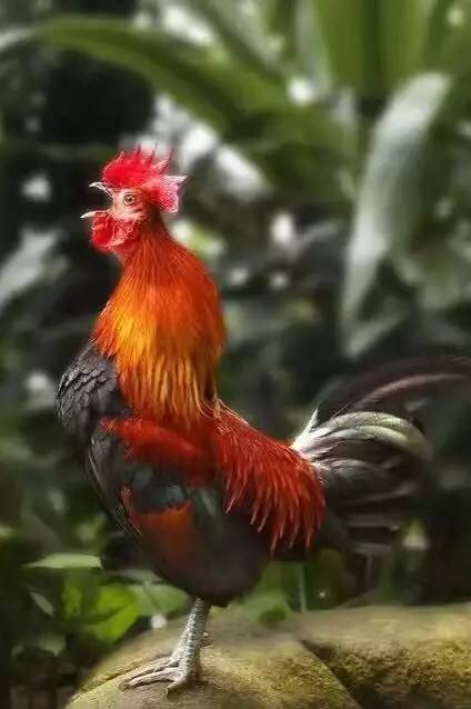 记载,孟尝君好客,凡有一技之长者皆收为羽翼,故拥三千食客,其中谙鸡鸣