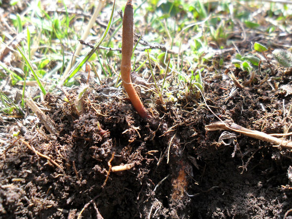 由虫变成草 它就是 黄金 健康频道 手机搜狐