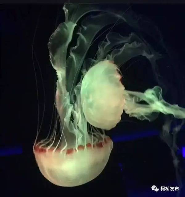 温柔的水母寄寓最浪漫的爱情