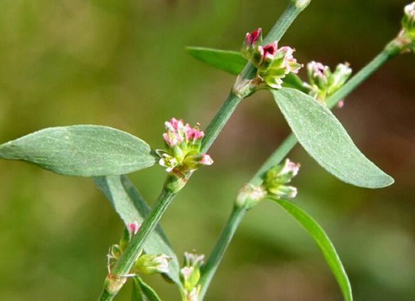 农村的四种野草,很多人不知道它是治病的良药!