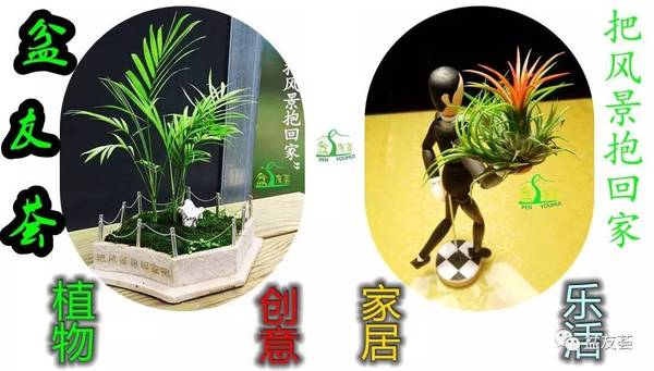 植居 苔藓球的9个实用养护技巧 新闻频道 手机搜狐 植居 苔藓球的9个实用养护技巧 新闻频道 手机搜狐