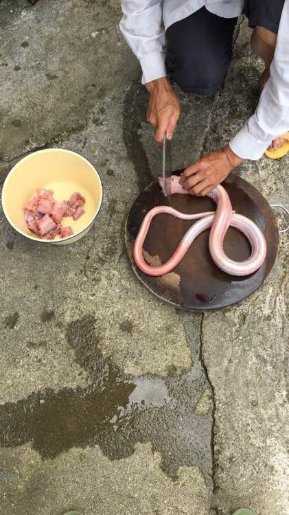 广东人吃蛇,已有悠久的历史.