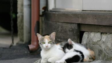 猫干呕好像喉咙有异物，如何判断猫咪喉咙被卡住了-新闻频道-手机搜狐