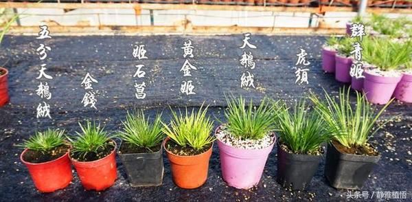 盆栽菖蒲的养殖方法图片