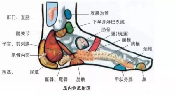 脚的结构图