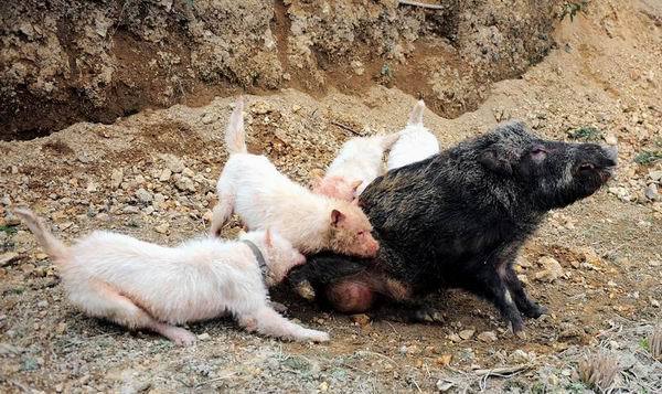 我们的名字叫中国龙犬!