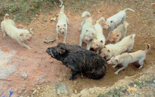 我们的名字叫中国龙犬!