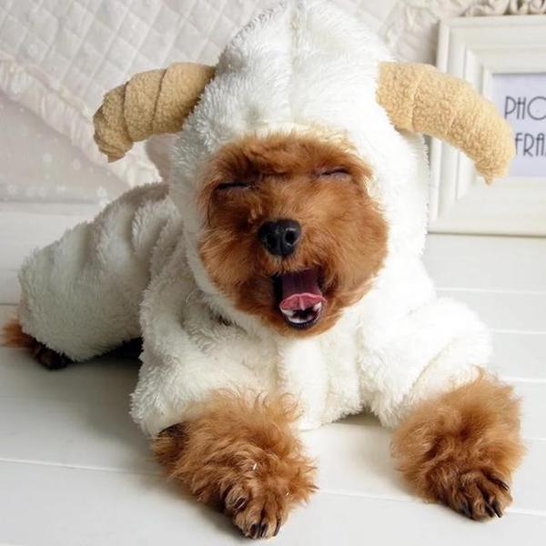 这三种家里常见的蔬菜和食物不要让小型狗狗误食 新闻频道 手机搜狐