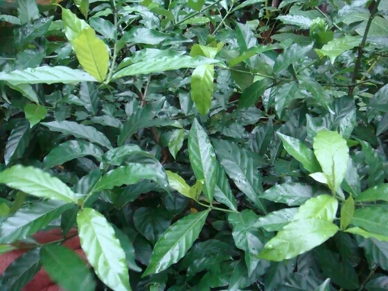 鸡爪簕,在南方很多地方有分布