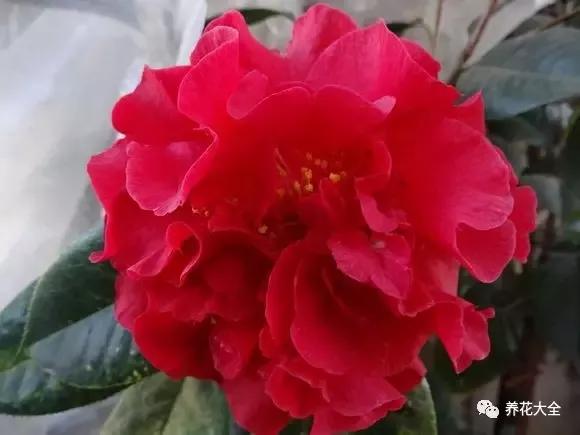 这30款最美茶花,款款价值连城!-新闻频道-手机搜狐